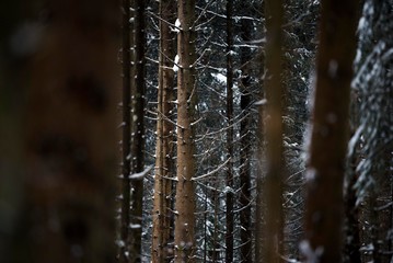 winter wood forest