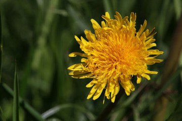 blume, löwenzahn, gelb, natur, frühling, gras, pflanze, green, sommer, makro, blume, garden, wiese, aufblühen, flora, feld, schönheit, blühen, floral, schön, sonne, daisy, unkraut, nah