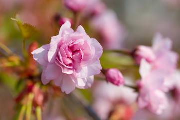 Blossom pink sakura flowers