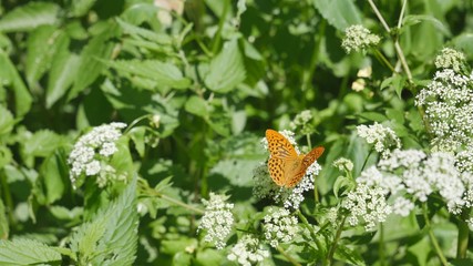 A mother-of-pearl butterfly on a white flower eats nectar on a sunny background