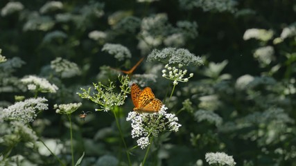  Butterfly mother of pearl on a white flower eats nectar.