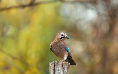 Eurasian Jay is sitting on a old oak trunk