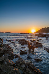 Golden Retriever watching the sunrise by the sea