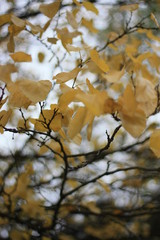 Feuilles jaunes d'automne sur fond de ciel gris