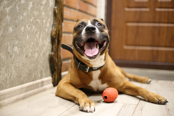 A dog lying on the floor near a red ball, sticking his tongue out