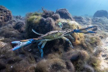 A Blue Crab (Callinectes sapidus) takes a defensive posture when the camera gets too close, by spreading his claws to make himself appear larger than he really is. The crab was not harmed. © Phil Lowe