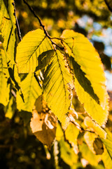 autumn leaves on a Sunny day
