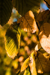 autumn leaves on a Sunny day
