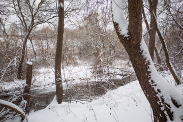 Snow lies on the branches of trees. Snow-covered forest, high drifts