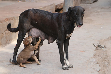 Black color Street dog feeding new born puppies with milk; in Open ground Hot sun light