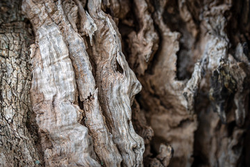 Olive tree bark close up