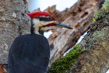 Portrait of a wild, male Pileated Woodpecker (Dryocopus pileatus) perched in a tree. 