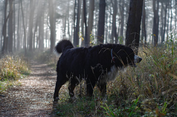 bernese mountain dog walk in the forest, happy dog head in an autumn sunny day in a woods