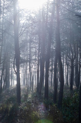 pine tree forest in a sunny morning / evening with fog, mystery dark woods