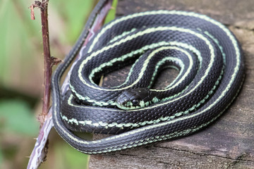 A Common Garter Snake coiled up on a boardwalk.