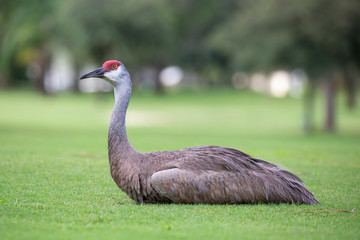 A beautiful Sandhill Crane (Antigone canadensis) rests on the fairway of a golf course in central Florida as evening approaches.