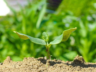 growiing green plant sapling from organic farm background.