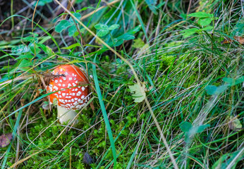 Amanita poisonous mushroom. Inedible mushroom of toadstool with red cap and white stalk in the forest. Amanita muscaria or fly agaric.