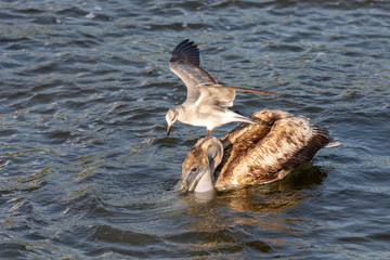 A wild, juvenile Brown Pelican (Pelecanus occidentalis) is harassed by a hungry gull sitting on his head trying to steal fish from his bill.