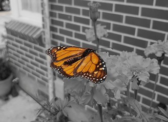 Orange Butterfly in Grey World