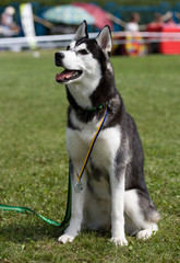  Portrait of female siberian husky on dog show