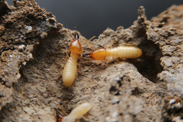 Termites in the nest on a white background. Small animals are dangerous for habitat.