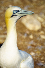 Gannet birds in the Bonaventure Island