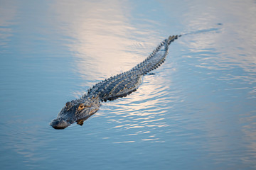 A wild American Alligator (Alligator mississippiensis) slowly and quietly swims across a central Florida pond at dusk, highlighted by a beautifully reflected evening sky, with copy space frame right.