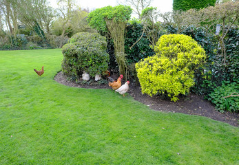 Flock of domesticated chickens of various breeds seen in a large, domestic garden.
