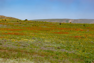 Fototapeta premium Crimean steppe. Spring.