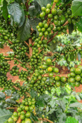 Coffee tree