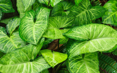 Green leave pattern for background in garden park