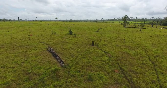 Farmland with Burned Dead Trees, Green Grass, and Thin Cows in Pando, Bolivia