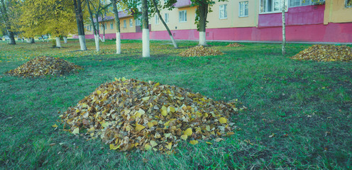Cleaning autumn leaves. a lot of foliage collected in a large pile on the green grass, in the yard of a many-storey house.