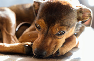 Miniature pinscher puppy at home.