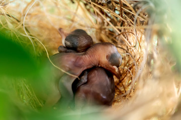 New born birds in the nest
