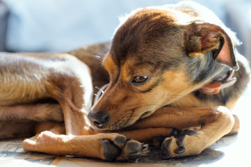 Miniature pinscher puppy at home.