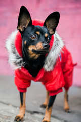 Little dog poses in red winter suit on the street