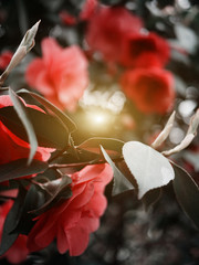 Close-up of red camellia japonica flower growing in green leaves in spring garden. Wallpaper...