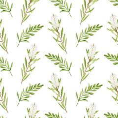 Watercolor tea tree leaves, flowers seamless pattern. Hand drawn botanical illustration of Melaleuca. Green medicinal plant isolated on white background. Herbs for cosmetics, textile, package