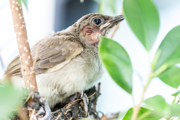 A bird in the nest, selective focus