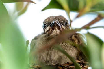 A bird in the nest, selective focus