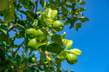 Close up of many fresh green lemons hanging from branch with green leaves. Ripe fruits in orchard. Selective focus. Tree with green not ripe lemons in a garden on blue sky background in Catalonia, Spa
