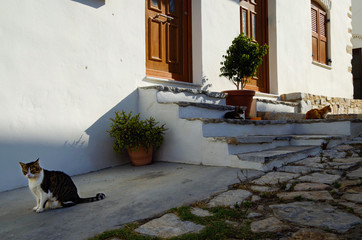 Gepflasterte gemütliche enge kleine Gasse mit Katzen, Kirche und Gebäuden in blau weiß weiss in...