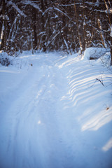 The glare of the sun on the snow in the forest on a winter day. The sun shines through the trees and the snow sparkles in the light