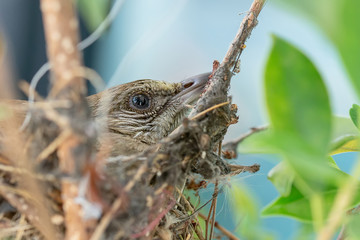 The birds are warming the baby in the nest