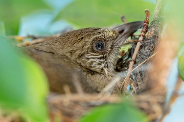 The birds are warming the baby in the nest
