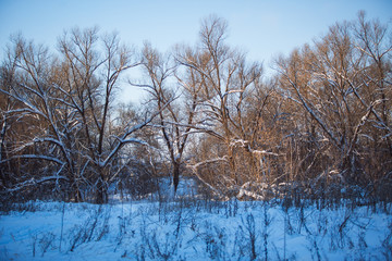 Snow lies on the branches of trees. Snow-covered forest, high drifts