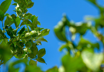 View on fresh green lemons  hanging from branch with green leaves. Not ripe fruits in orchard. Tree with green not ripe lemons in a garden on blurred background in Catalonia, Spain.