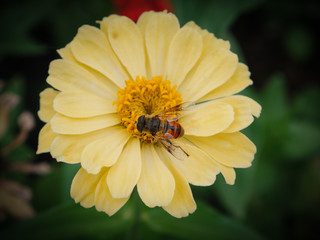 European hoverfly feeding on flower. Selective focus.
